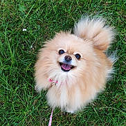 Sugar joined the competition — help win amazing prizes! dog, pomeranian, fluffy, happy, smiling, grass, leash, outdoor, pet, animal, cute, small_dog, fur, canine, nature, playful, friendly, walk, collar, tongue