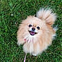 dog, pomeranian, fluffy, happy, smiling, grass, leash, outdoor, pet, animal, cute, small_dog, fur, canine, nature, playful, friendly, walk, collar, tongue