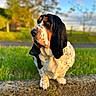 animal, basset_hound, black, brown, canine, daylight, dog, ears, field, grass, long_ears, moss, nature, outdoor, pets, portrait, sky, stone_wall, sunlight, white