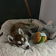 Uzy participe au concours pour gagner de l'argent avec cette photo : puppy, dog, husky, bed, plush_toys, stuffed_animals, sleepy, cozy, indoor, pet, animal, resting, cute, fluffy, toy, brown_and_white, furry, soft, comfort, relaxation