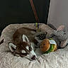 puppy, dog, husky, bed, plush_toys, stuffed_animals, sleepy, cozy, indoor, pet, animal, resting, cute, fluffy, toy, brown_and_white, furry, soft, comfort, relaxation