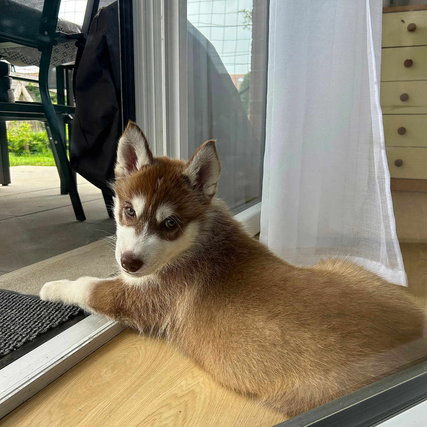 Uzy a rejoint le concours — aidez-le/la à gagner de superbes lots ! puppy, dog, husky, indoor, glass_door, curtain, wooden_floor, pet, young_dog, looking_back, furniture, chair, outdoor, patio, sunlight, cozy, home, resting, animal, cute