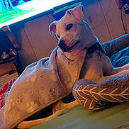 Zoey is registered to the contest to win money with this photo: blanket, carpet, collar, couch, cozy, dog, dog_bed, furniture, home, indoor, living_room, paw, pet, relaxed, resting, side_view, soft_texture, television, warm_lighting, white_dog