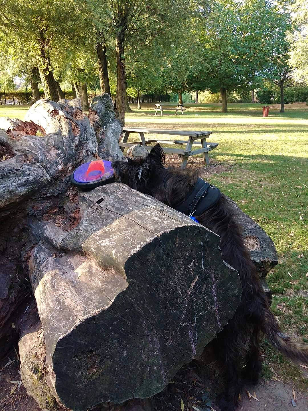 Lacye a rejoint le concours — aidez-le/la à gagner de superbes lots ! art, bedrock, bench, garden, grass, landscape, leaf, leisure, mammal, plant, recreation, shade, soil, tints_and_shades, tree, trunk, vertebrate, wilderness, wood, woody_plant