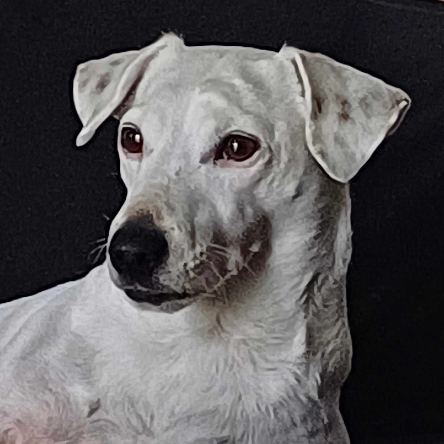 Minnie a rejoint le concours — aidez-le/la à gagner de superbes lots ! animal, boxer, bulldog, canine, couch, cushion, dalmatian, dog, furniture, homedecor, hound, labradorretriever, linen, pet, pitbull, pointer, puppy, snout, terrier, whitedog