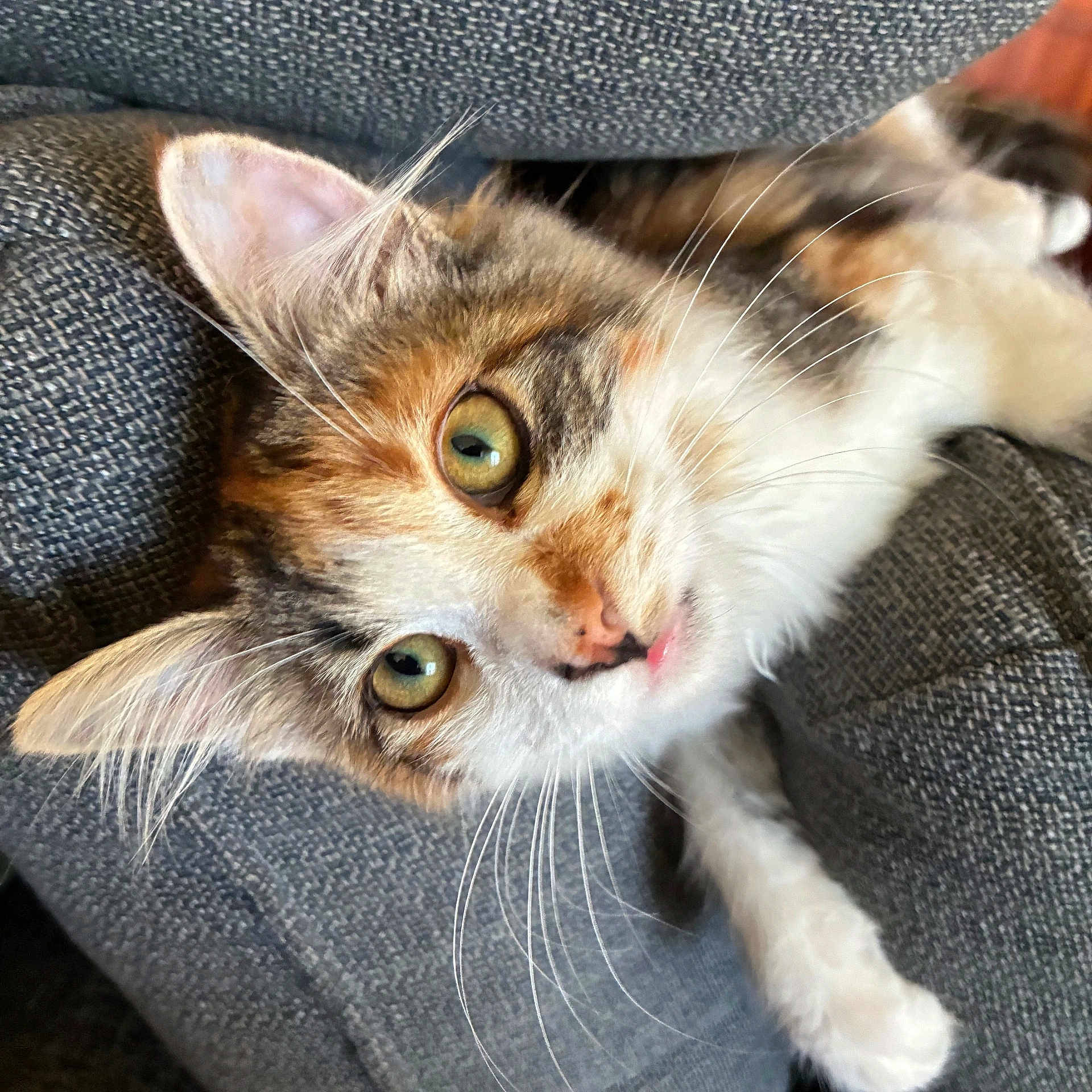 Rosie