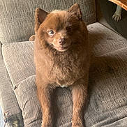 Atlas joined the competition — help win amazing prizes! dog, brown, fluffy, pet, animal, indoor, chair, corduroy, furniture, cute, relaxed, companion, paw, seat, living_room, cozy, mammal, domestic, portrait, expression