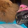Sabrina joined the competition — help win amazing prizes! dog, cat, pet, animal, hat, pink_hat, cowboy_hat, fur, close_up, indoor, cozy, brown_dog, black_cat, cute, snuggling, domestic_animal, companion, resting, blanket, cute_pets