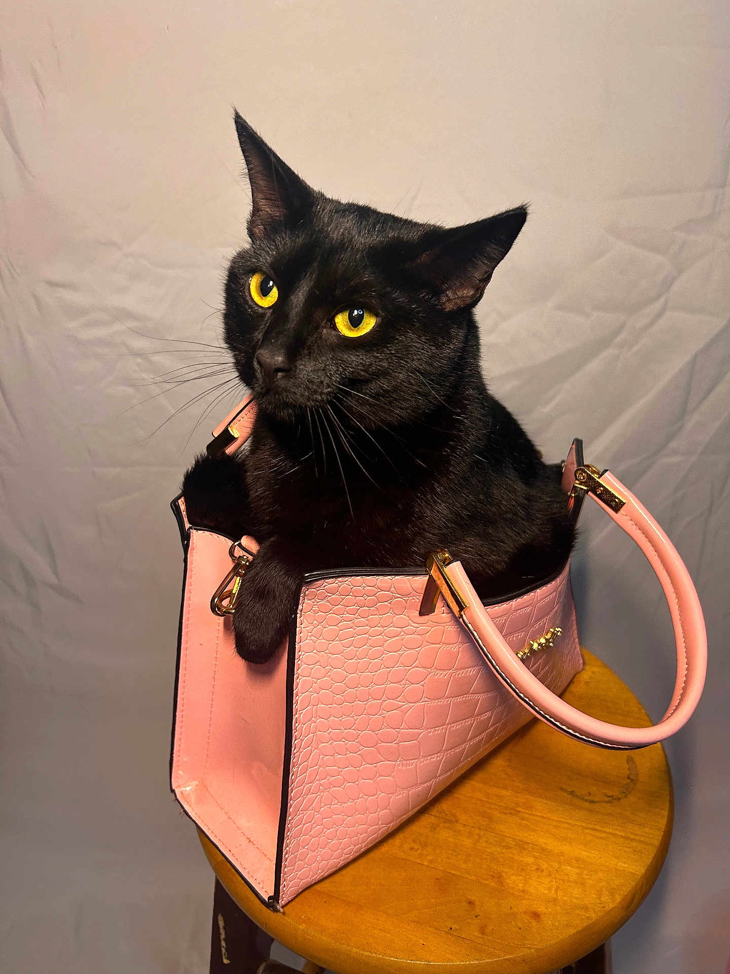 Sabrina is registered to the contest to win money with this photo: black_cat, cat, pet, animal, yellow_eyes, pink_handbag, handbag, wooden_stool, indoor, feline, cute, cozy, portrait, domestic_cat, whiskers, ears, sitting, looking_away, fur, closeup