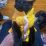 Sabrina joined the competition — help win amazing prizes! black_cat, yellow_jacket, pet_clothing, indoor, wooden_floor, dog, curious_dog, hand_holding_cat, wide_eyes, pet, animal, domestic_animal, clothing, casual_setting, floor, shoe, fabric, cute, portrait, companion
