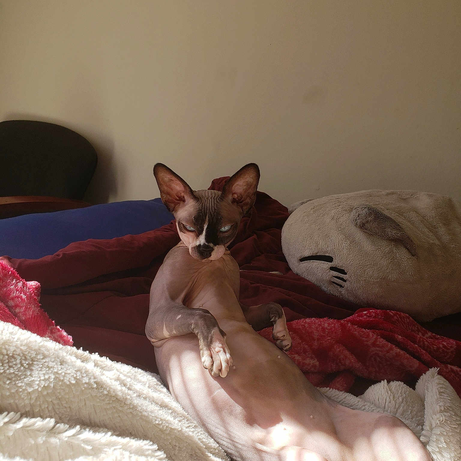 Tonks joined the competition — help win amazing prizes! carnivore, cat, comfort, cornish_rex, donskoy, fawn, felidae, kitten, mammal, peterbald, small_to_medium_sized_cats, sphynx, vertebrate, whiskers