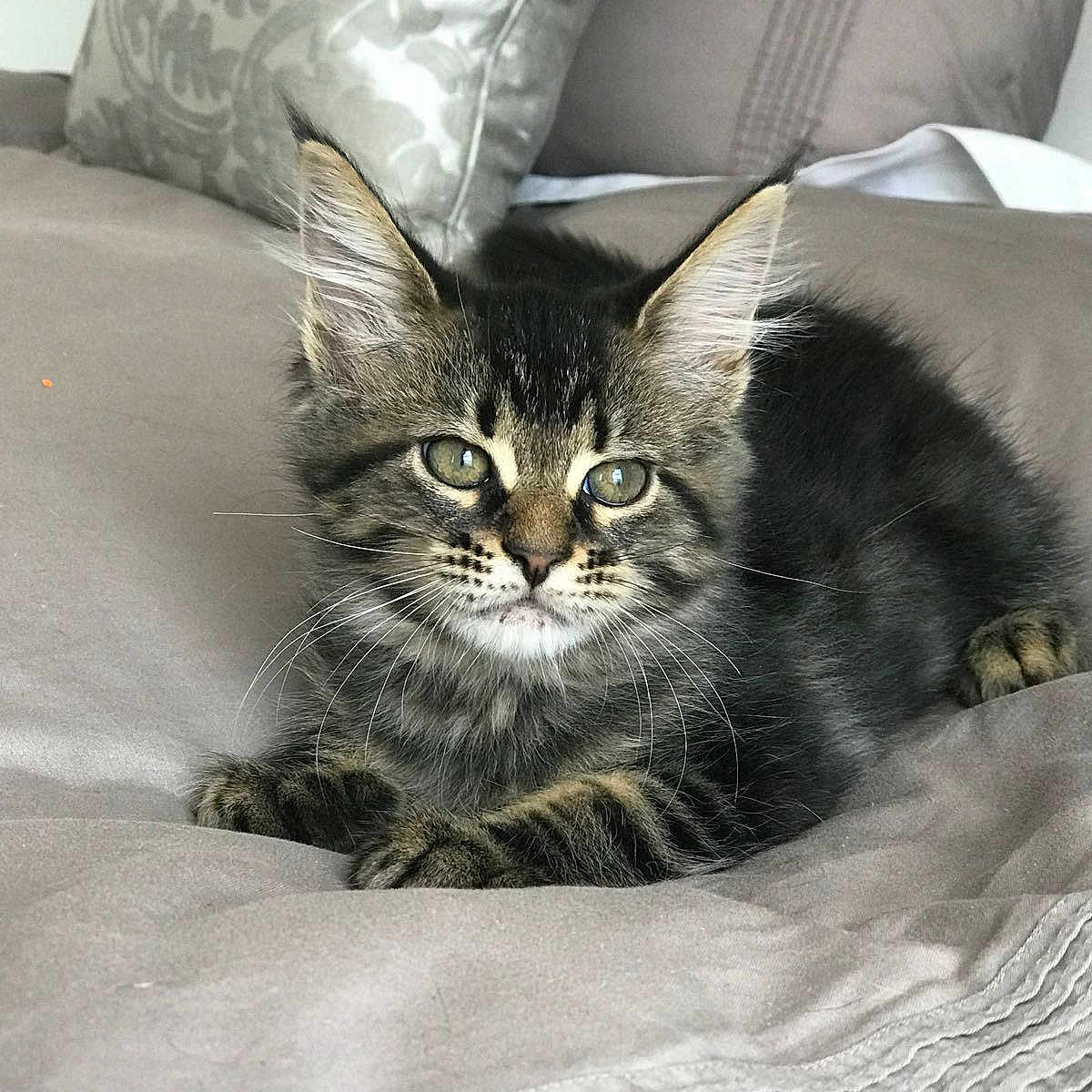 Eliza joined the competition — help win amazing prizes! carnivoran, cat, cat_like_mammal, domestic_short_haired_cat, dragon_li, fauna, fur, kitten, maine_coon, mammal, norwegian_forest_cat, small_to_medium_sized_cats, snout, tabby_cat, whiskers