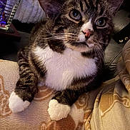 Winnie joined the competition — help win amazing prizes! cat, tabby, white_paws, white_chest, blanket, indoor, cozy, feline, pet, curious, close_up, whiskers, ears, nose, eyes, couch, home_decor, soft_texture, relaxed, fur