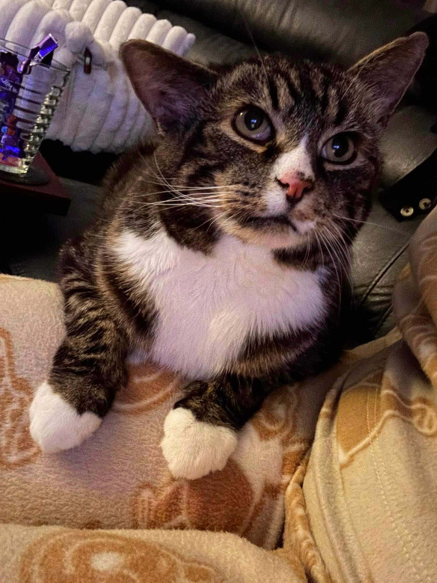 Winnie joined the competition — help win amazing prizes! cat, tabby, white_paws, white_chest, blanket, indoor, cozy, feline, pet, curious, close_up, whiskers, ears, nose, eyes, couch, home_decor, soft_texture, relaxed, fur