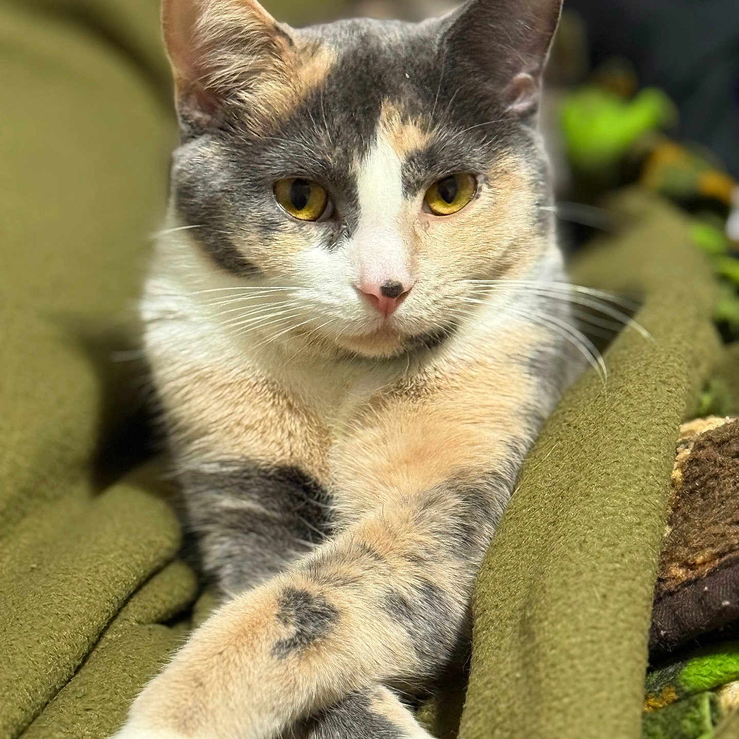 Caramel joined the competition — help win amazing prizes! animal, blanket, calico_cat, cat, closeup, cozy, cute, feline, fur, green, indoor, paws, pet, portrait, relaxed, resting, sleepy, soft, whiskers, yellow_eyes