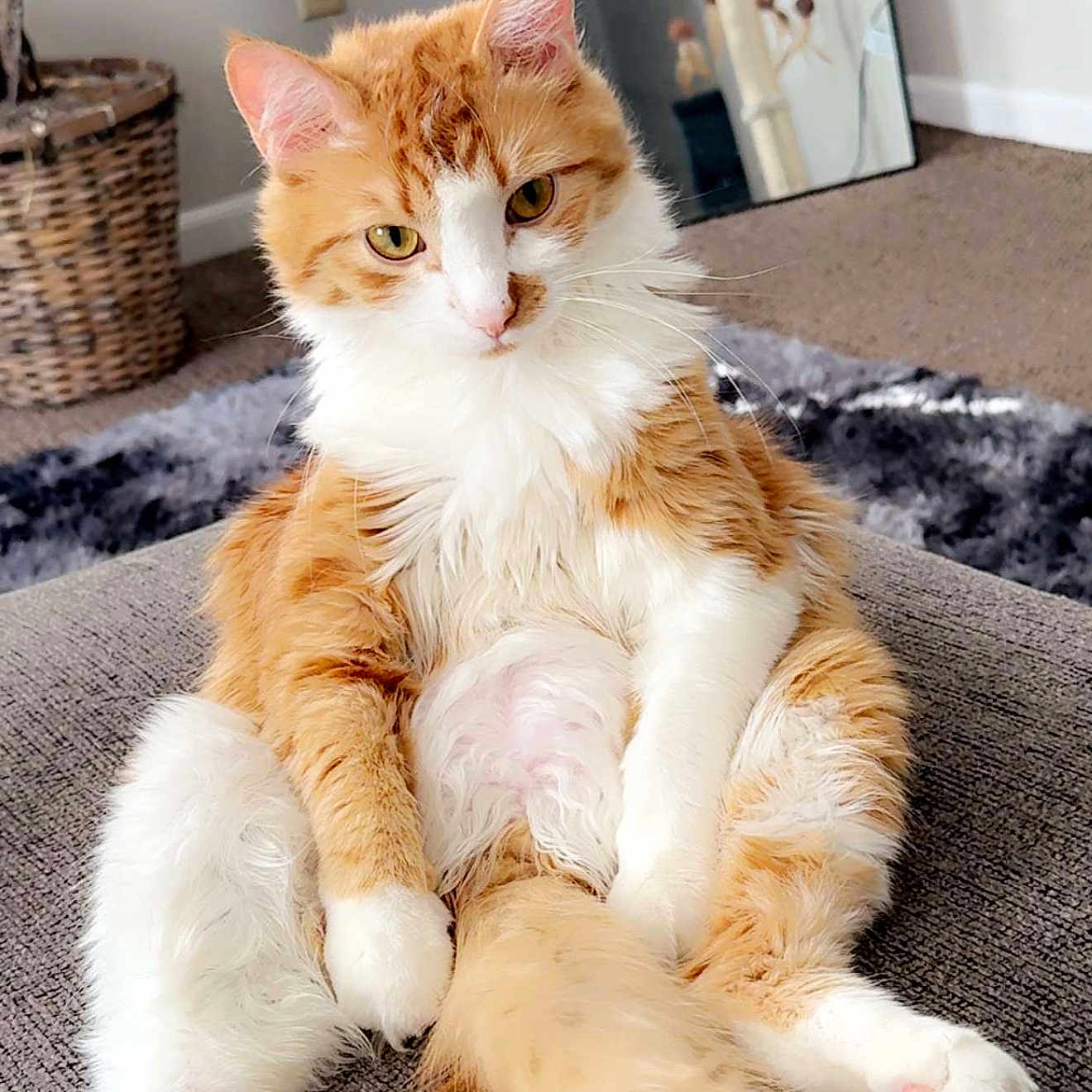 Max is registered to the contest to win money with this photo: animal, basket, carpet, cat, cat_tree, couch, curious, cute, domestic, fluffy, furniture, indoor, mirror, orange_cat, pet, pink_nose, relaxed, sitting, whiskers, white_fur