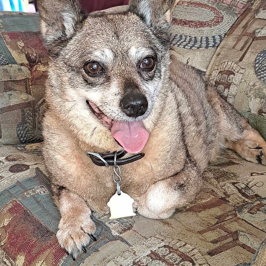 Sparky
