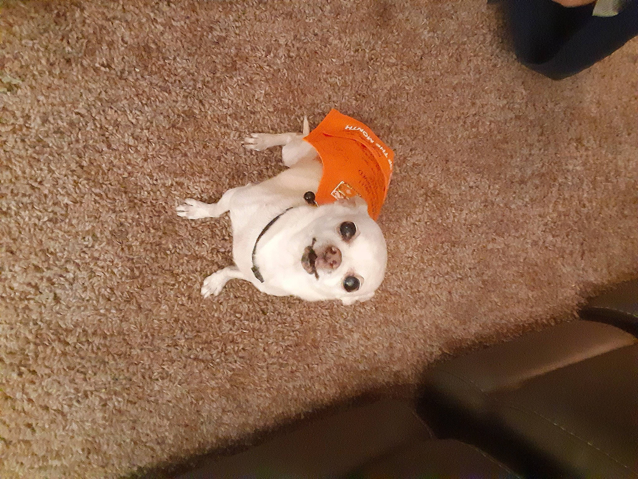 Bella joined the competition — help win amazing prizes! canidae, carnivore, comfort, companion_dog, dog, dog_breed, dog_supply, fawn, floor, flooring, fur, hardwood, head, paw, snout, sporting_group, tail, toy, toy_dog, wood