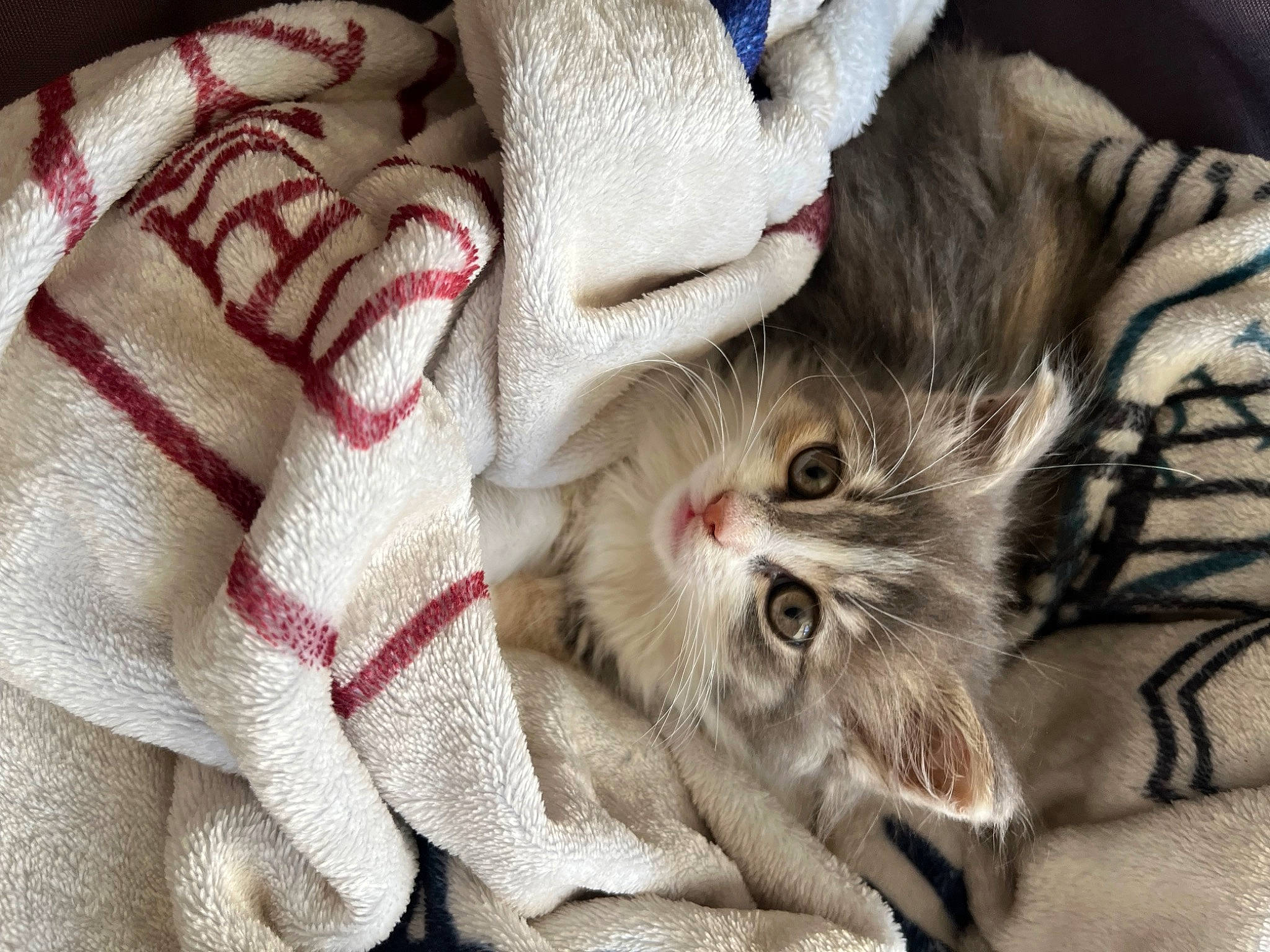 Tounsy participe au concours pour gagner de l'argent avec cette photo : carmine, carnivore, cat, claw, comfort, domestic_short_haired_cat, felidae, fur, linens, nap, pattern, paw, plant, sleep, small_to_medium_sized_cats, snout, thread, whiskers, wool, woolen