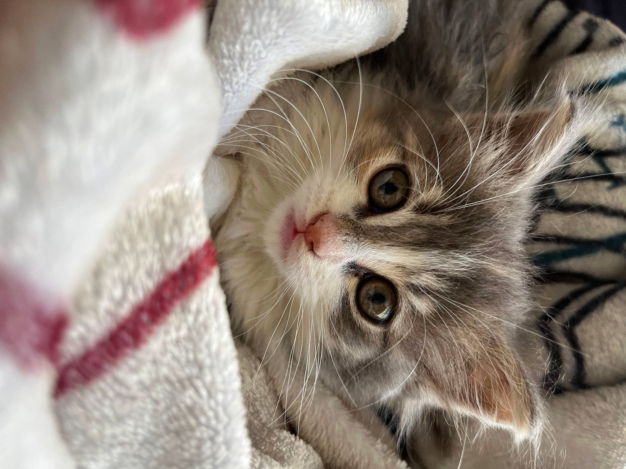 Tounsy participe au concours pour gagner de l'argent avec cette photo : carnivore, cat, claw, close_up, comfort, domestic_short_haired_cat, ear, fawn, felidae, fur, macro_photography, paw, plant, small_to_medium_sized_cats, snout, whiskers, wrinkle