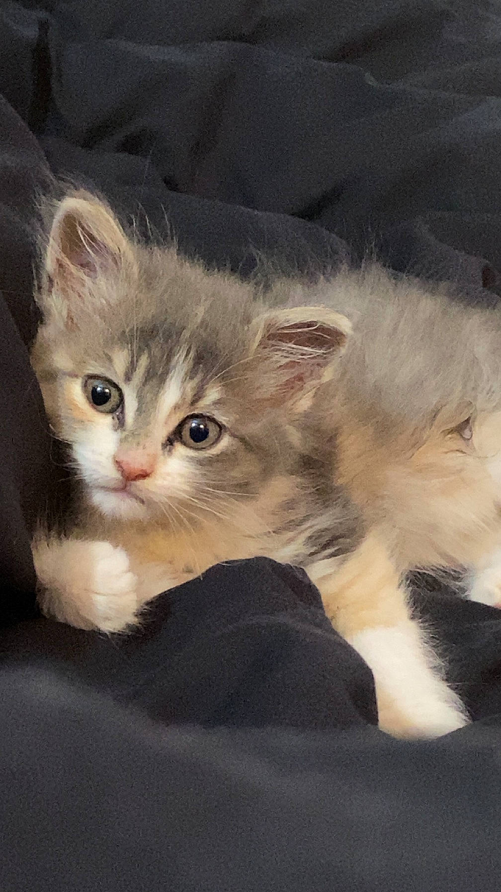 Tounsy a rejoint le concours — aidez-le/la à gagner de superbes lots ! british_longhair, carnivore, cat, claw, comfort, domestic_short_haired_cat, eye, fawn, felidae, fur, paw, photo_caption, small_to_medium_sized_cats, snout, tail, terrestrial_animal, whiskers