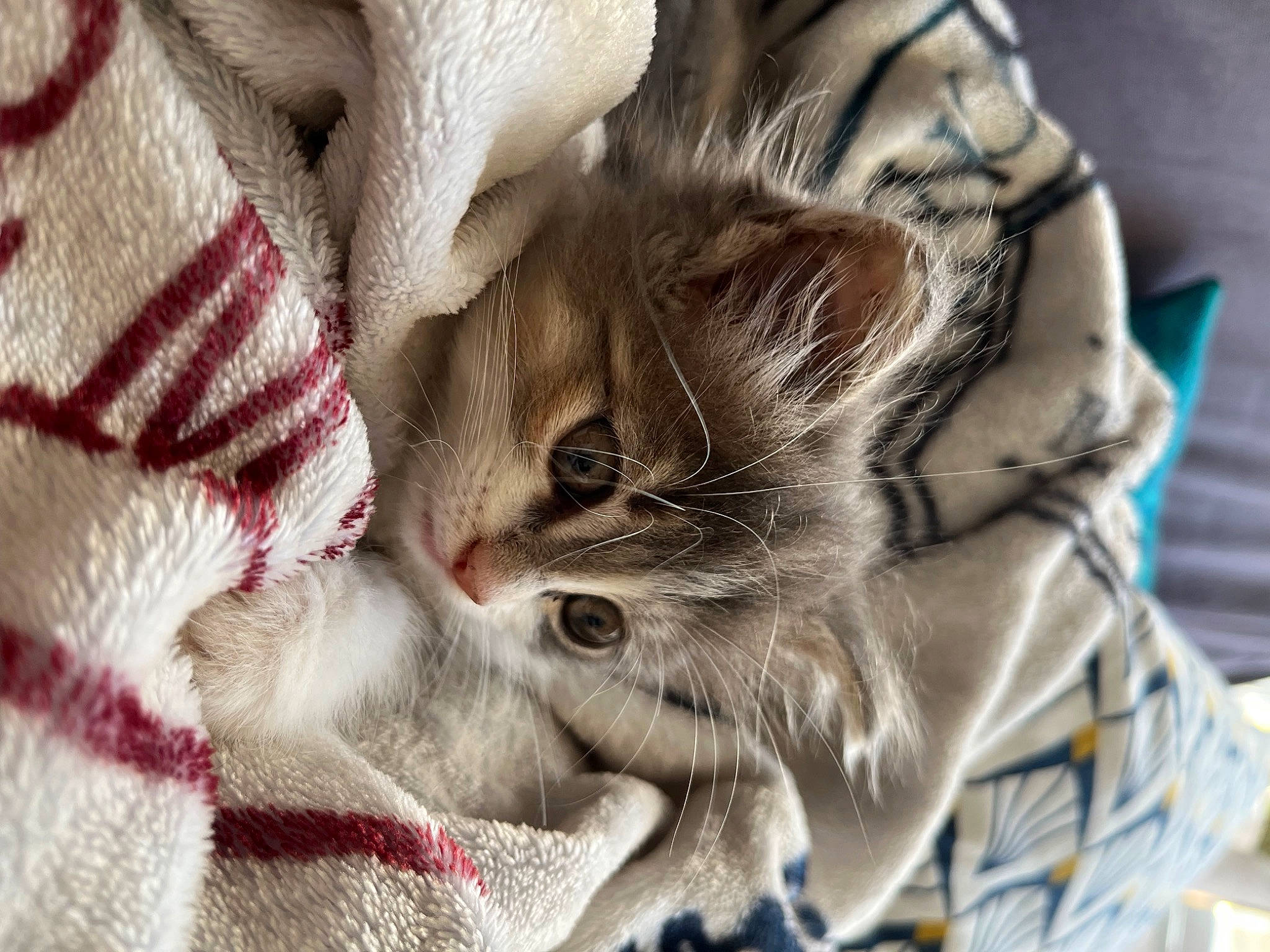 Tounsy a rejoint le concours — aidez-le/la à gagner de superbes lots ! bed_sheet, carmine, carnivore, cat, claw, comfort, domestic_short_haired_cat, fawn, felidae, fur, linens, nap, pattern, paw, small_to_medium_sized_cats, textile, thread, whiskers