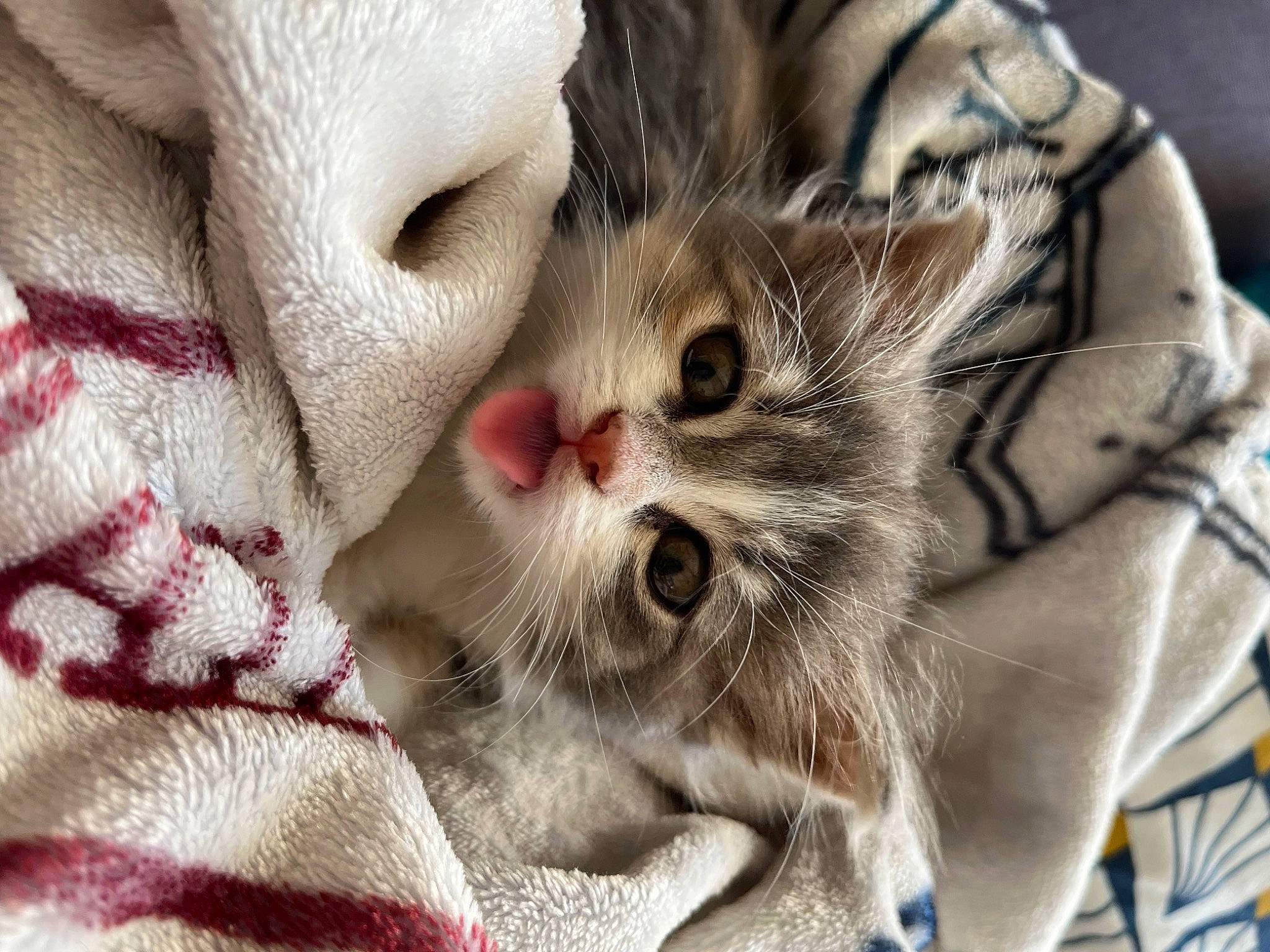 Tounsy participe au concours pour gagner de l'argent avec cette photo : carnivore, cat, claw, comfort, domestic_short_haired_cat, eyelash, felidae, fur, linens, nap, pattern, paw, sleep, small_to_medium_sized_cats, snout, textile, whiskers