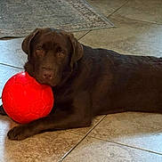 Max is registered to the contest to win money with this photo: dog, labrador, chocolate_labrador, pet, animal, indoor, tile_floor, red_ball, toy, laying_down, resting, brown_dog, canine, floor, domestic_animal, companion, cute, calm, head_resting, playful