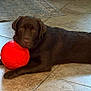 dog, labrador, chocolate_labrador, pet, animal, indoor, tile_floor, red_ball, toy, laying_down, resting, brown_dog, canine, floor, domestic_animal, companion, cute, calm, head_resting, playful