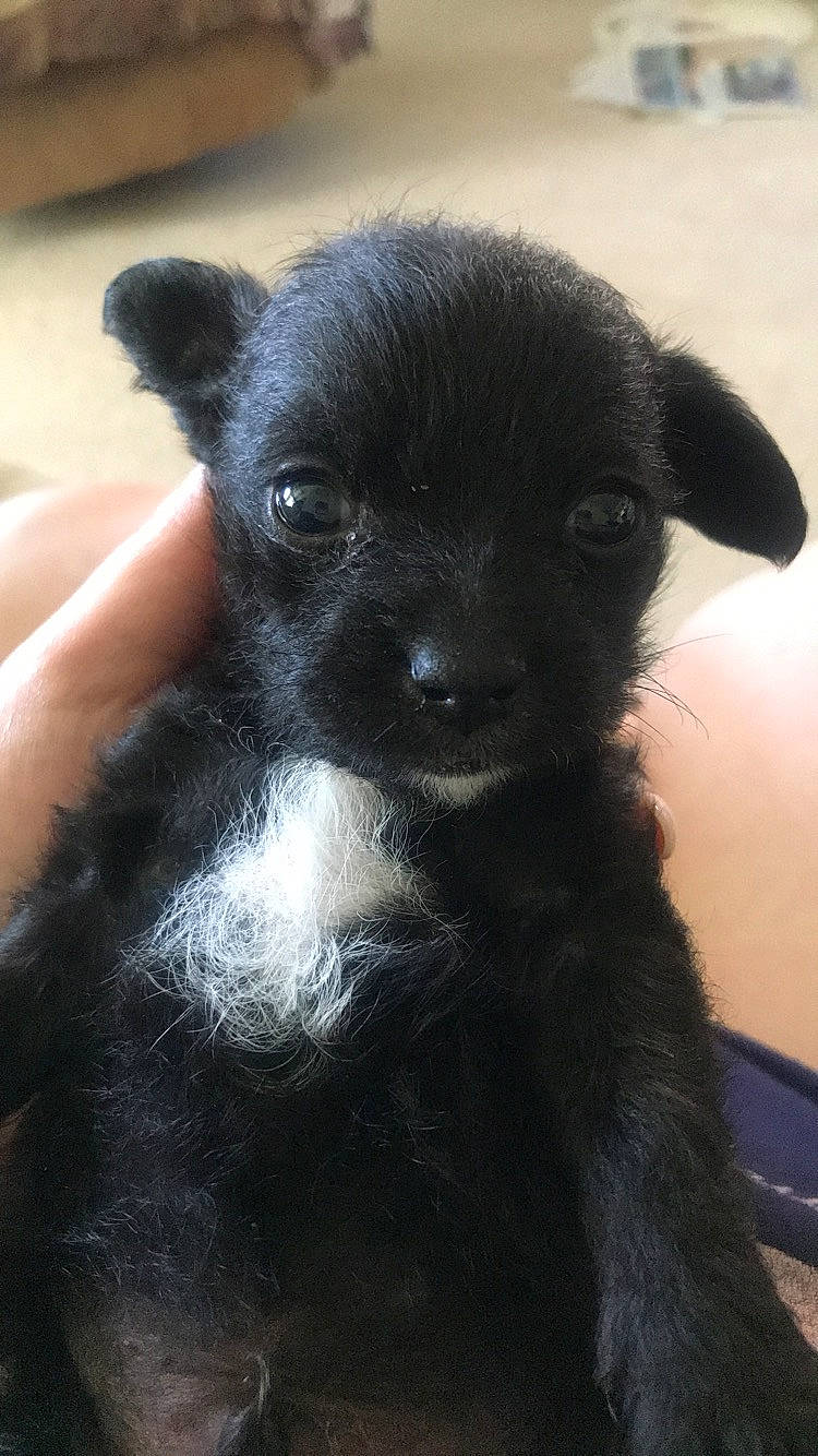 Monty joined the competition — help win amazing prizes! canidae, carnivore, chihuahua, companion_dog, dog, dog_breed, fawn, mammal, puppy, snout, sporting_group, vertebrate