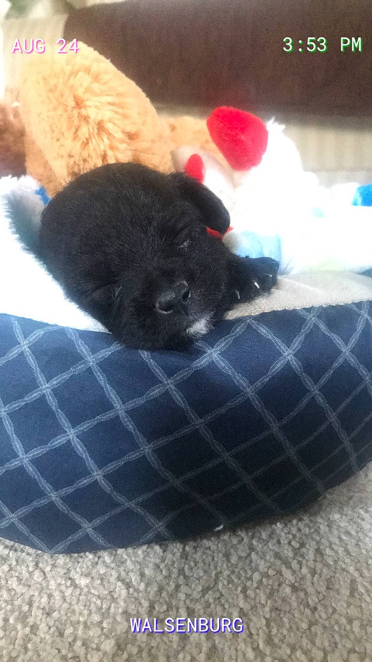 Monty is registered to the contest to win money with this photo: canidae, carnivore, cat, dog, dog_breed, felidae, puppy, sporting_group