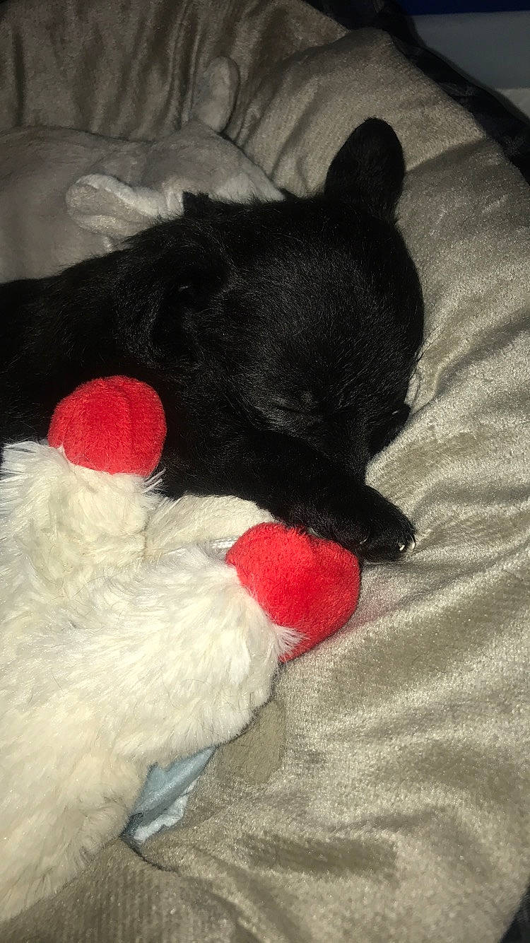 Monty is registered to the contest to win money with this photo: black, canidae, carnivore, dog, dog_breed, non_sporting_group, puppy, schipperke, tail, toy_dog