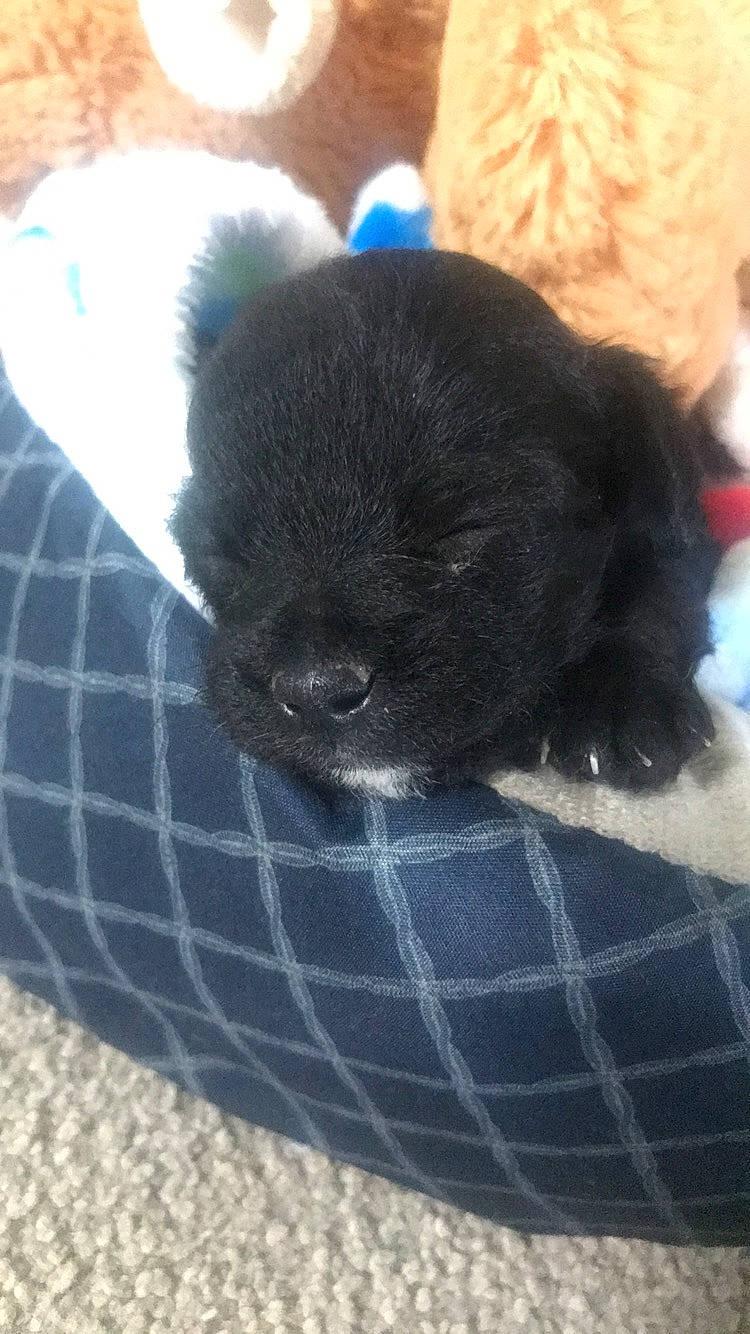 Monty joined the competition — help win amazing prizes! canidae, carnivore, companion_dog, dog, dog_breed, fawn, mammal, non_sporting_group, puppy, shih_tzu, snout, sporting_group, toy_dog, vertebrate