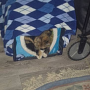 Pumpkin joined the competition — help win amazing prizes! animal, argyle_pattern, blanket, blue, cat, comfort, cozy, domestic, feline, fringe, household, indoor, paws, pet_house, resting, rug, sleeping, stroller_wheel, white, wooden_floor