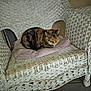animal, calico, calm, cat, chair, comfortable, cozy, cushion, cute, domestic_animal, feline, furniture, home, indoor, pet, relaxing, resting, sleeping, wicker_chair, wood_floor