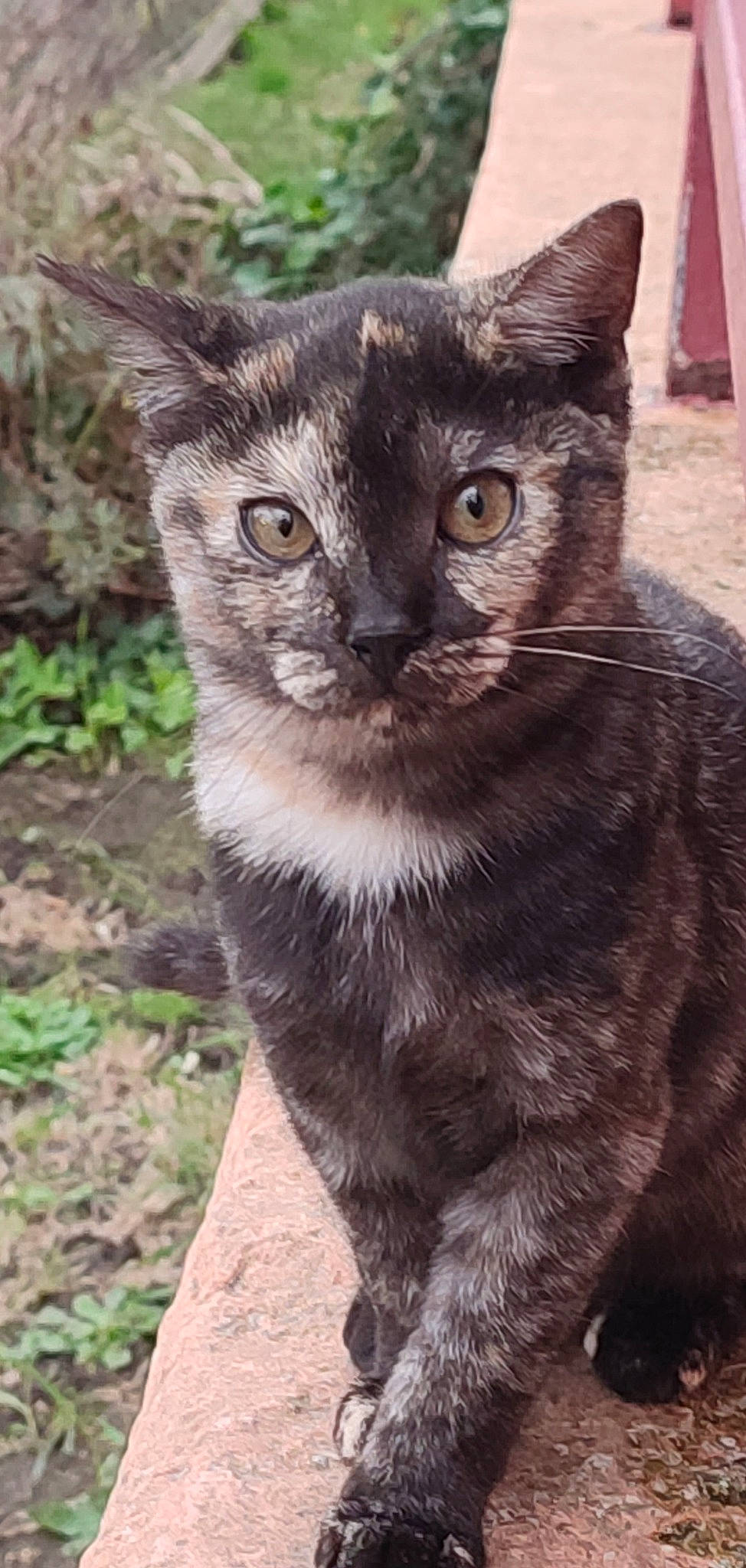 Cahouete a rejoint le concours — aidez-le/la à gagner de superbes lots ! black_cat, carnivore, cat, domestic_short_haired_cat, eye, felidae, fur, grass, plant, small_to_medium_sized_cats, snout, tail, terrestrial_animal, tree, whiskers, wildlife, window