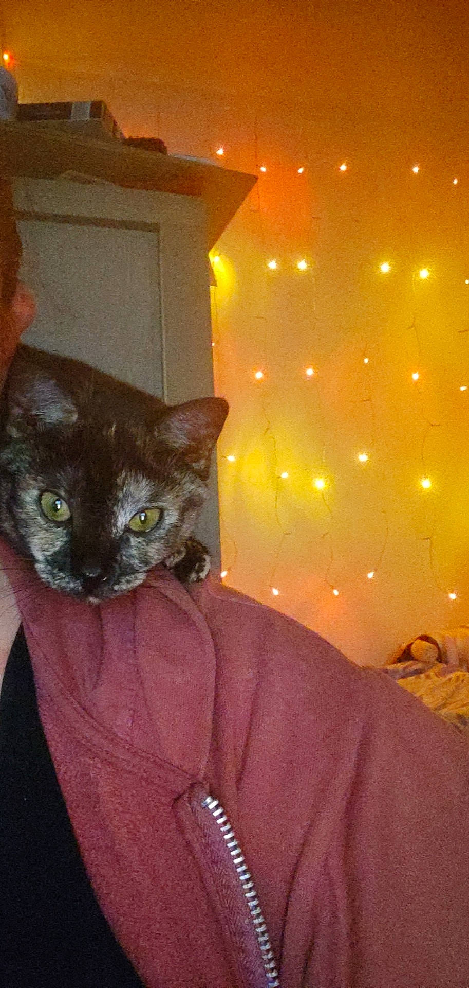 Cahouete participe au concours pour gagner de l'argent avec cette photo : black_cat, carnivore, cat, comfort, domestic_short_haired_cat, event, facial_hair, fawn, felidae, fur, havana_brown, holiday, light_fixture, ornament, room, sitting, small_to_medium_sized_cats, t_shirt, tail, whiskers