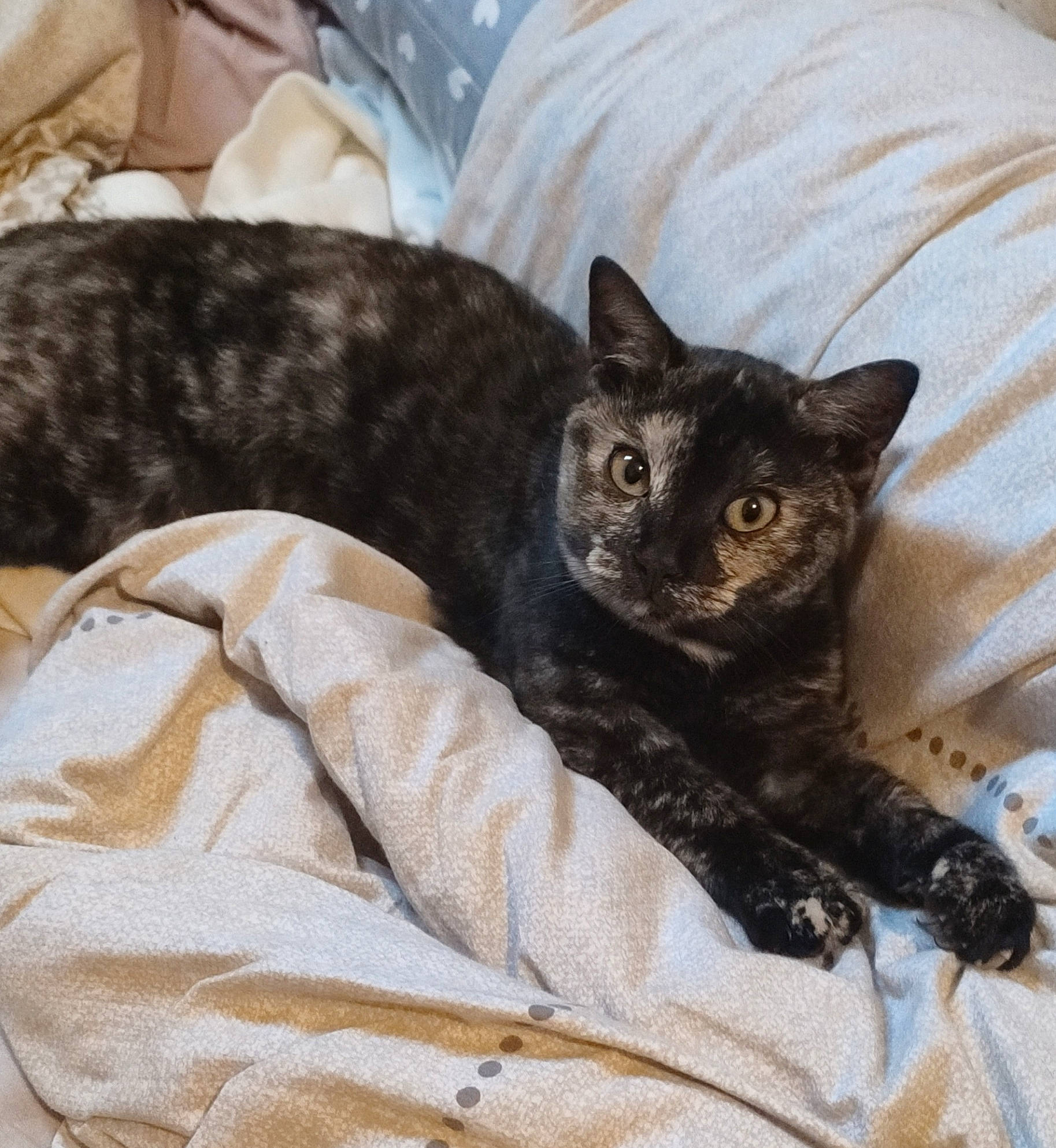 Cahouete a rejoint le concours — aidez-le/la à gagner de superbes lots ! bed, bedding, black_cat, carnivore, cat, cat_bed, cat_supply, claw, comfort, domestic_short_haired_cat, felidae, fur, grey, linens, nap, paw, sitting, small_to_medium_sized_cats, tail, whiskers