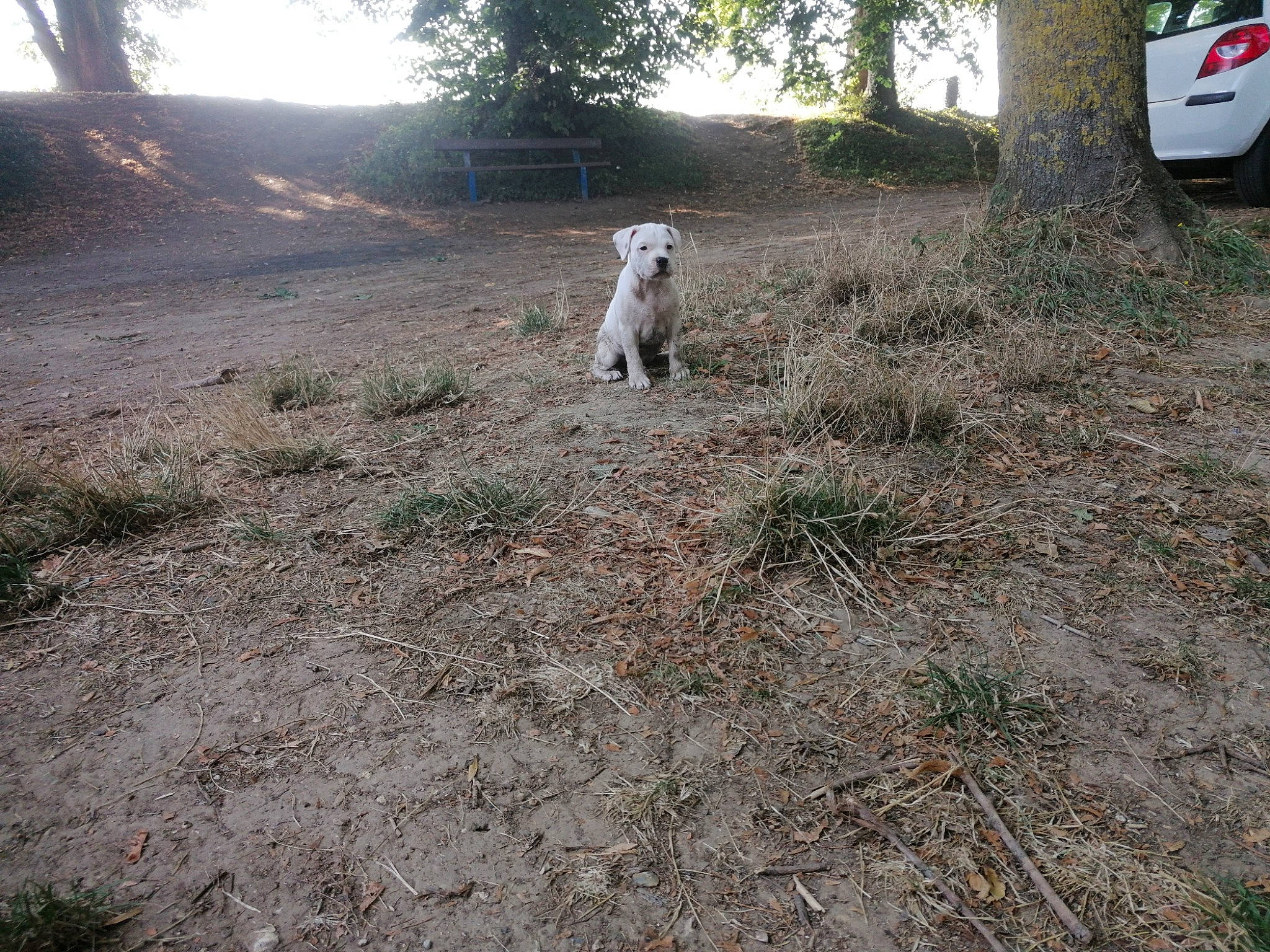 Ragnar a rejoint le concours — aidez-le/la à gagner de superbes lots ! canidae, carnivore, dog, dog_breed, grass, hunting_dog, pointer, soil, sporting_group