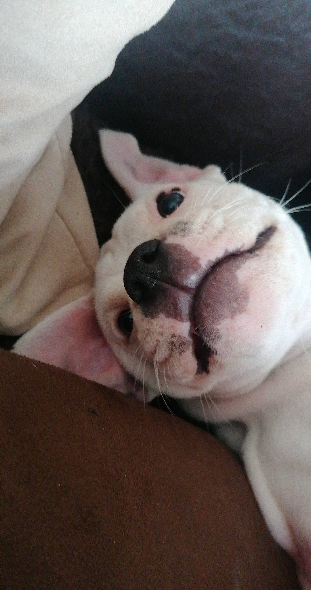 Ragnar participe au concours pour gagner de l'argent avec cette photo : american_bulldog, australian_bulldog, canidae, carnivore, companion_dog, dog, dog_breed, fawn, french_bulldog, mammal, non_sporting_group, nose, old_english_bulldog, puppy, puppy_love, snout, toy_bulldog, valley_bulldog, white_english_bulldog