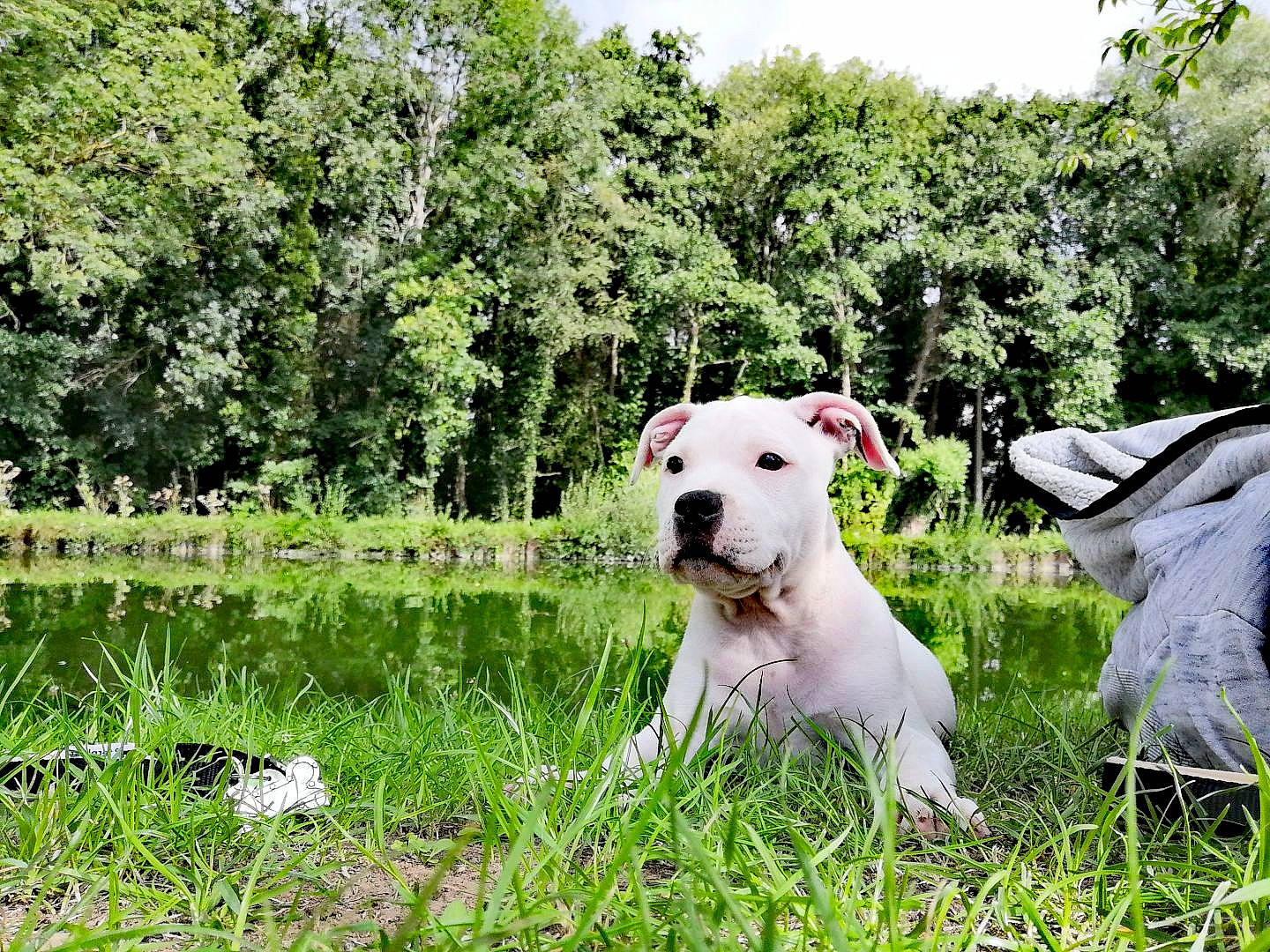 Ragnar participe au concours pour gagner de l'argent avec cette photo : american_staffordshire_terrier, bull_and_terrier, bull_terrier_miniature, canidae, carnivore, cordoba_fighting_dog, dog, dog_breed, dogo_argentino, dogo_guatemalteco, grass, guard_dog, mammal, non_sporting_group, rare_breed_dog, terrier, vertebrate