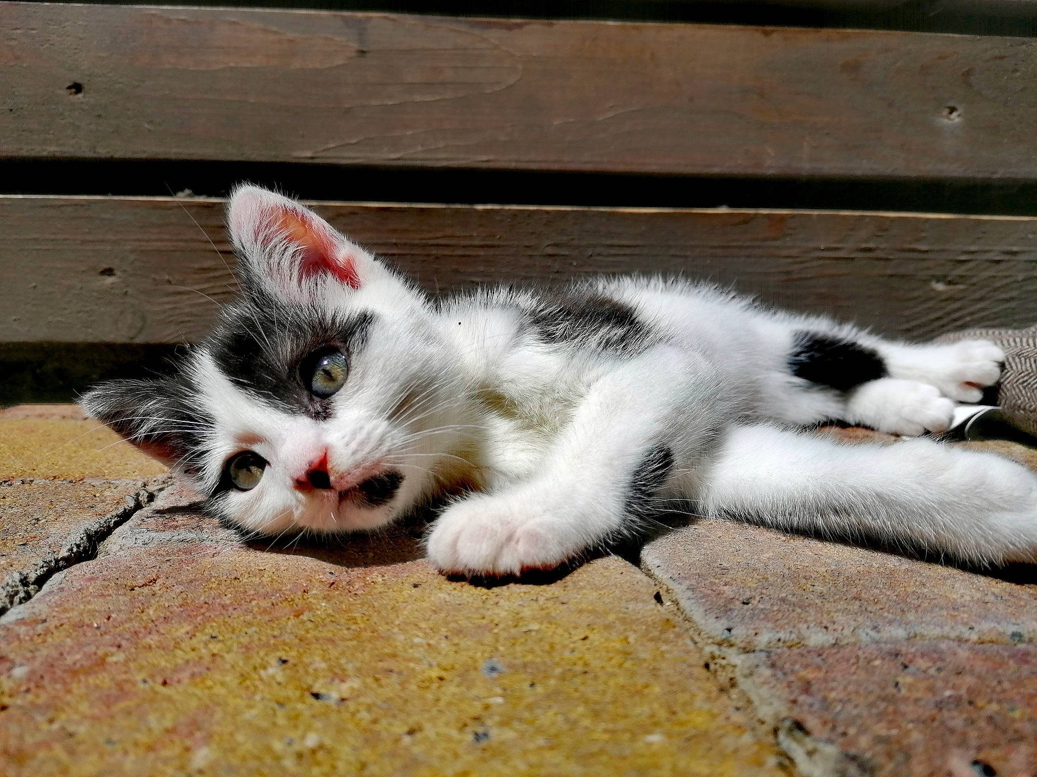 Narcissa a rejoint le concours — aidez-le/la à gagner de superbes lots ! aegean_cat, black_and_white, carnivore, cat, claw, domestic_short_haired_cat, european_shorthair, eye, felidae, fur, kitten, mammal, paw, polydactyl_cat, small_to_medium_sized_cats, snout, tail, whiskers