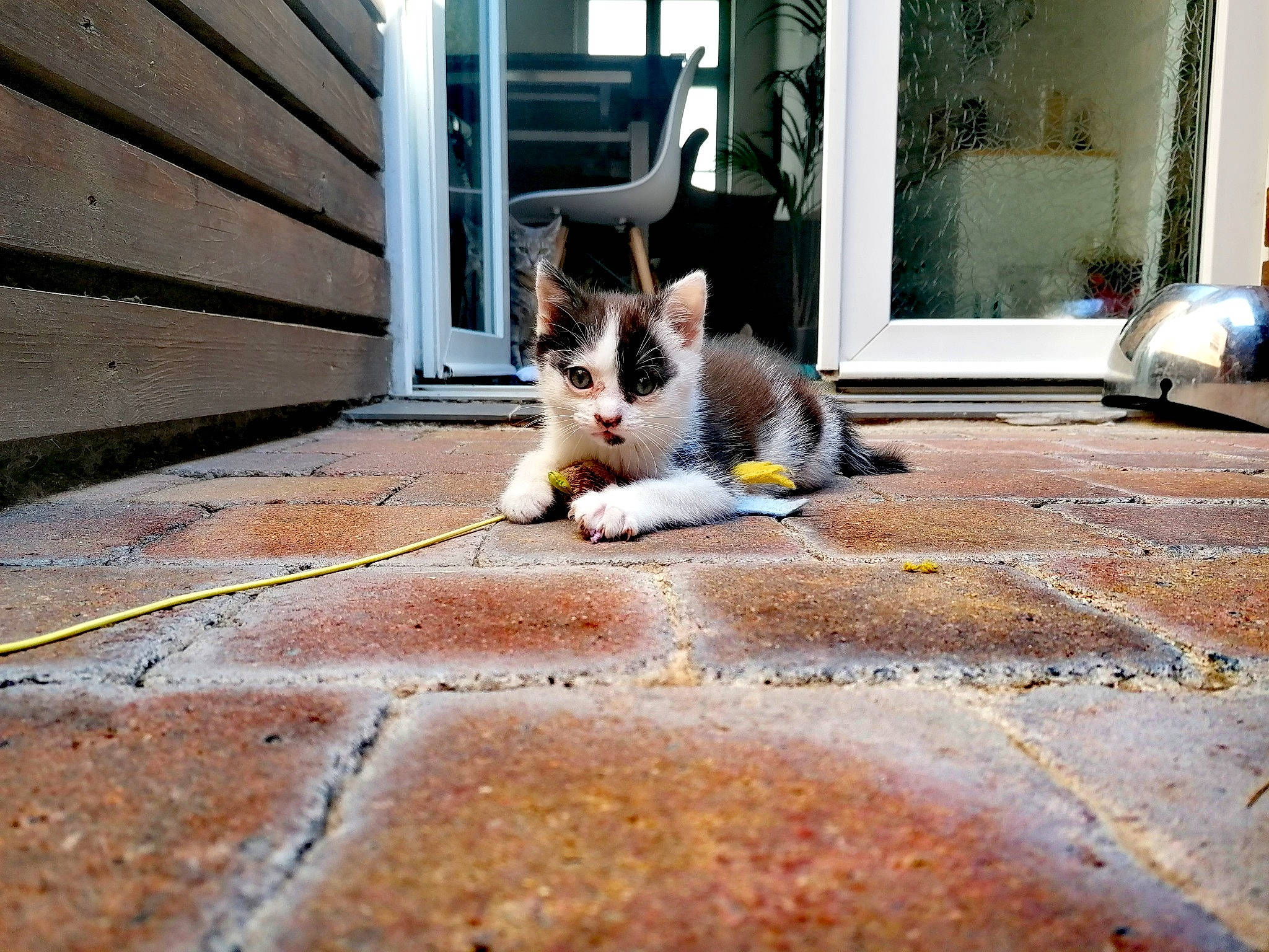 Narcissa participe au concours pour gagner de l'argent avec cette photo : aegean_cat, carnivore, cat, domestic_short_haired_cat, european_shorthair, felidae, floor, flooring, fur, hardwood, home, house, kitten, polydactyl_cat, small_to_medium_sized_cats, snapshot, street, whiskers, window, wood