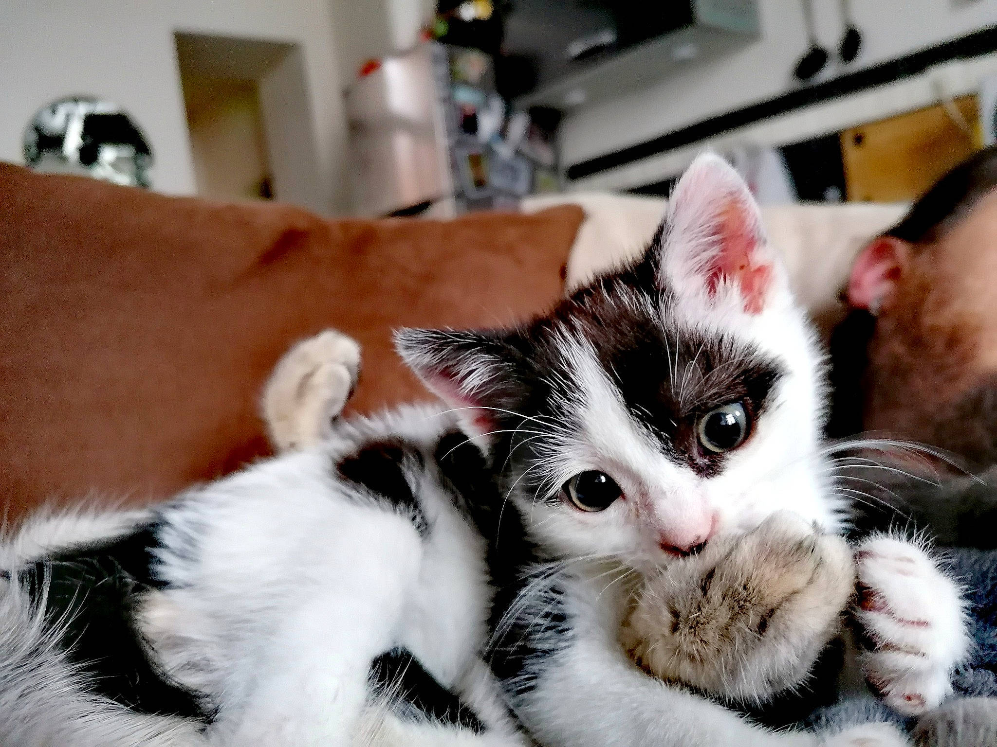 Narcissa participe au concours pour gagner de l'argent avec cette photo : aegean_cat, american_shorthair, american_wirehair, asian, black_and_white, carnivore, cat, claw, domestic_short_haired_cat, european_shorthair, felidae, fur, kitten, mammal, paw, polydactyl_cat, small_to_medium_sized_cats, snout, vertebrate, whiskers