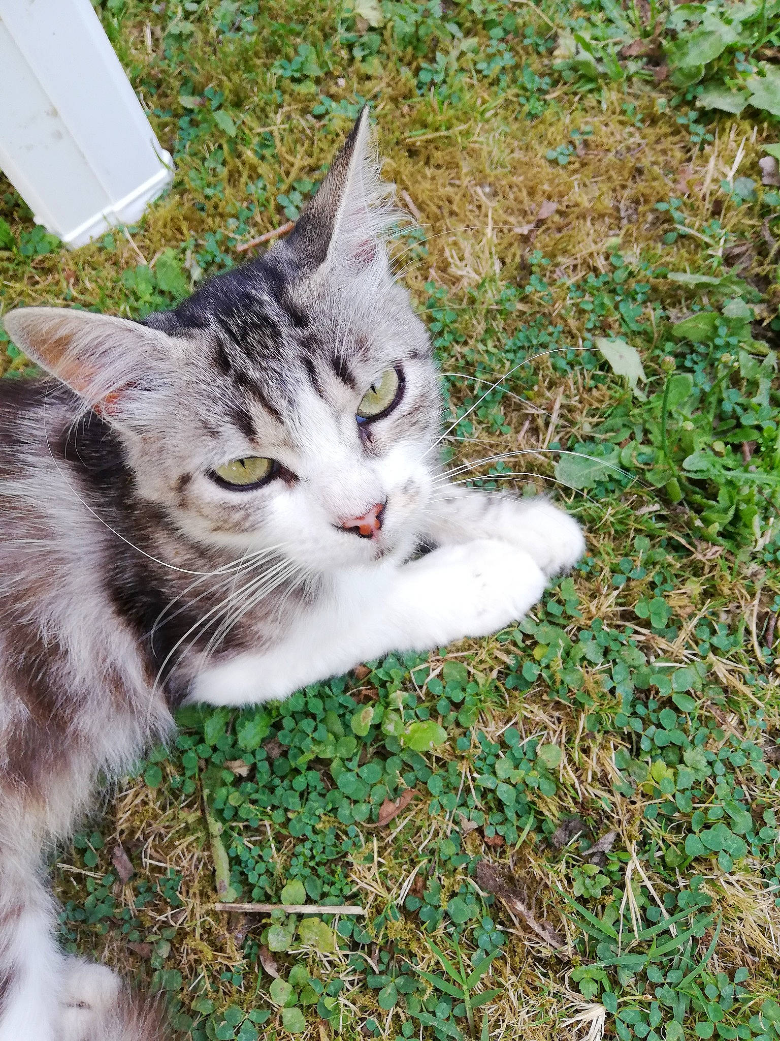 Astrid a rejoint le concours — aidez-le/la à gagner de superbes lots ! aegean_cat, carnivore, cat, domestic_short_haired_cat, european_shorthair, felidae, grass, kitten, plant, small_to_medium_sized_cats, tabby_cat, whiskers, wild_cat