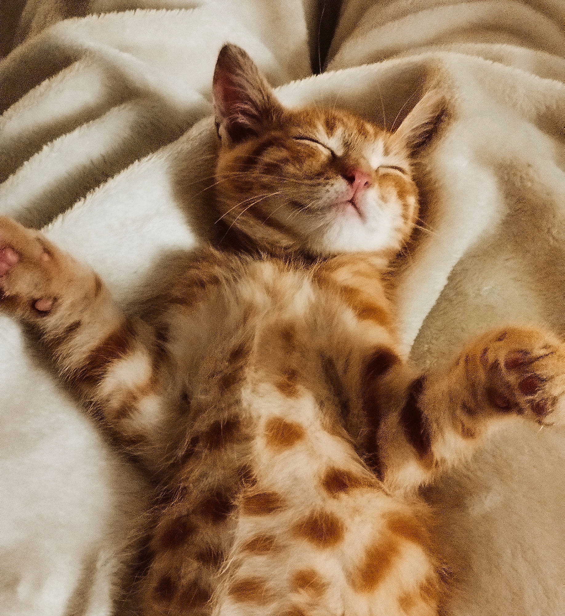 Gus a rejoint le concours — aidez-le/la à gagner de superbes lots ! bed, carnivore, cat, claw, comfort, domestic_short_haired_cat, ear, eye, fawn, felidae, fur, pattern, paw, small_to_medium_sized_cats, snout, tail, terrestrial_animal, tree, whiskers, wildlife