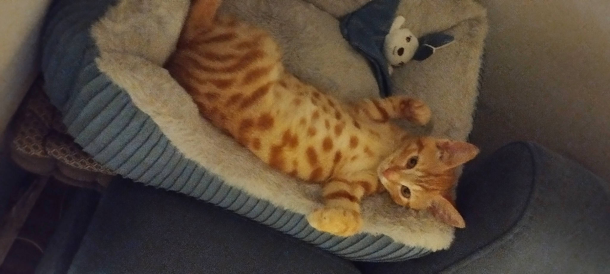 Gus a rejoint le concours — aidez-le/la à gagner de superbes lots ! carnivore, cat, comfort, domestic_short_haired_cat, fawn, felidae, fur, paw, small_to_medium_sized_cats, snout, tail, terrestrial_animal, whiskers, wood