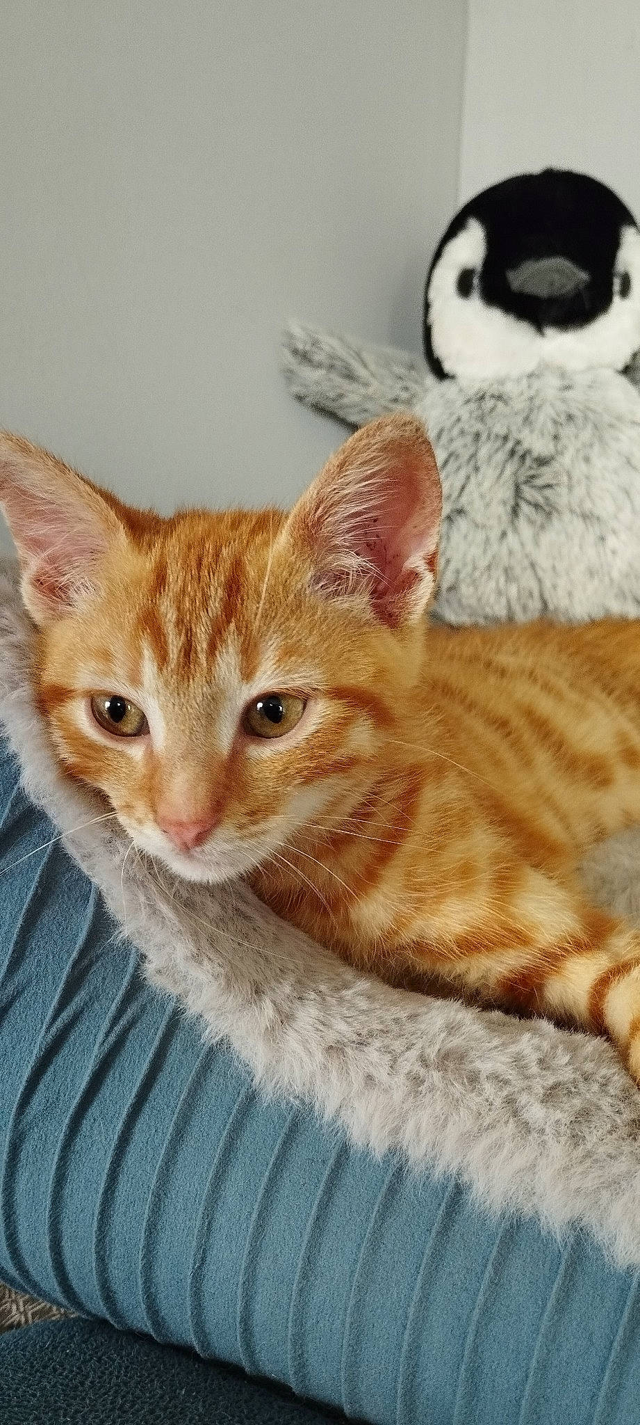 Gus participe au concours pour gagner de l'argent avec cette photo : carnivore, cat, cat_supply, claw, comfort, domestic_short_haired_cat, fawn, felidae, fur, mammal, paw, pet_supply, small_to_medium_sized_cats, snout, tail, terrestrial_animal, vertebrate, whiskers