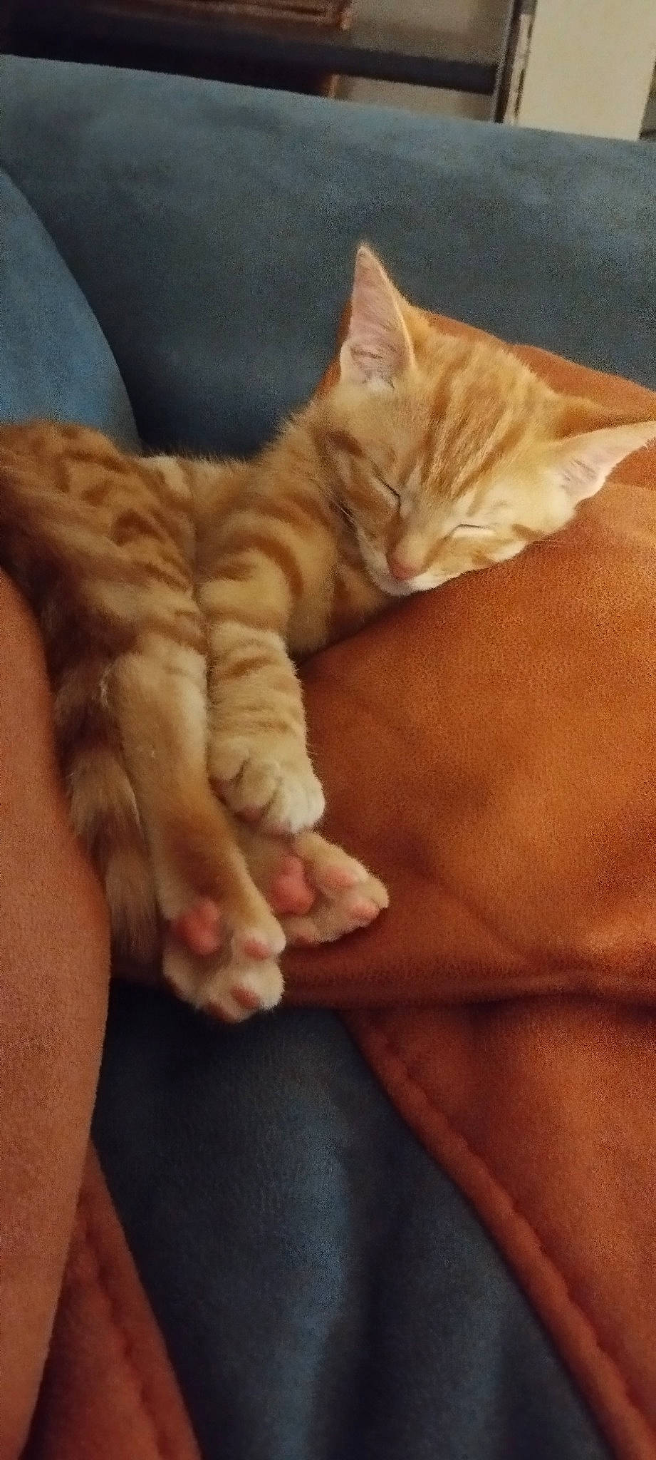 Gus participe au concours pour gagner de l'argent avec cette photo : bed, carnivore, cat, comfort, fawn, felidae, finger, foot, fur, gesture, human_leg, lap, nail, paw, small_to_medium_sized_cats, tail, thigh, thumb, whiskers, wood