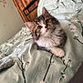 kitten, cat, pet, fluffy, bed, bedding, indoor, cute, animal, fur, whiskers, paw, resting, young, domestic, feline, cozy, soft, curious, looking